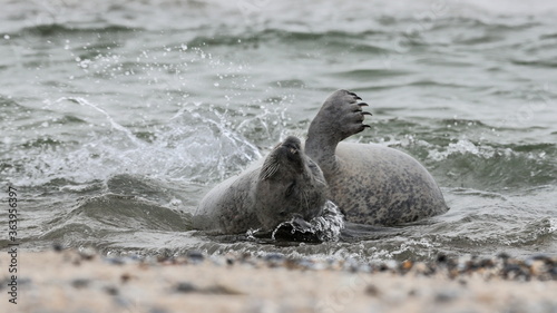The Atlantic seal, Halichoerus grypus atlantica, meaning "hooked-nosed sea pig". Also spelled as Grey seal or Horsehead seal. North Atlantic spring.