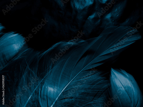 Beautiful abstract colorful white and blue feathers on black background and soft white feather texture on blue pattern and blue background, feather background, blue banners © Weerayuth