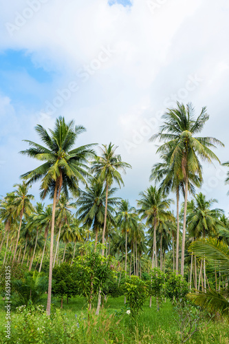 Fototapeta Naklejka Na Ścianę i Meble -  palm grove. Palm trees in the tropical jungle. Symbol of the tropics and warmth