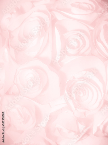 Beautiful abstract color white and pink flowers on black background and white graphic flower frame and pink leaves texture, pink background, colorful graphics banner happy valentine day 