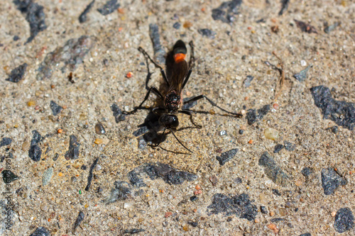 Parasitoid wasp on concrete close-up
