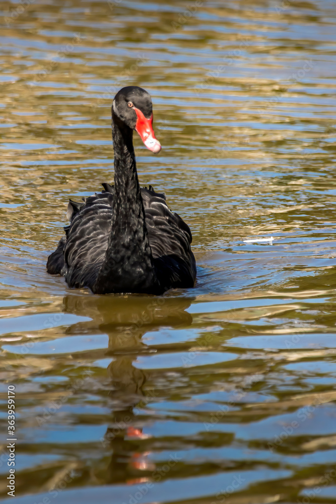 Fototapeta premium Black swan at a little lake in the wilderness of Australia at a hot and sunny day.