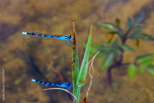 Enallagma cyathigerum. Two dragonflies sit on a leaf close-up. photo