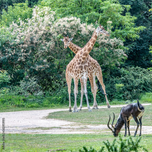 Girafes au parc de la t  te d Or    Lyon