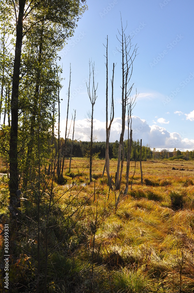 Obraz premium Polska - Mazury - Warmia. Krajobraz. 