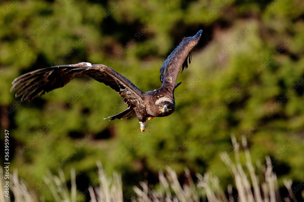 Obraz premium A great strong bird of prey Steppe Eagle, Aquila nipalensis, flying over the grass directly to the photographer, green forest in the background.