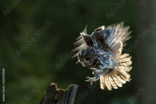 Beautiful landing owl in the backlight, feathers of wings and tail illuminated by the morning sunshine. Tawny Owl, Strix aluco.
