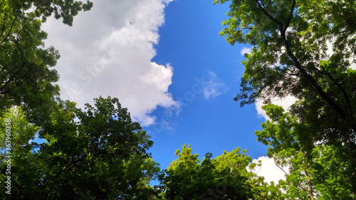 Cloudy blue sky in the entourage of green foliage of trees