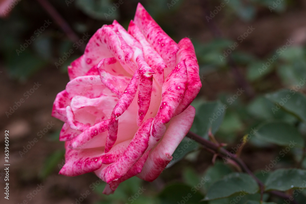 white base and red edge coloured roses white base and red edge coloured roses
