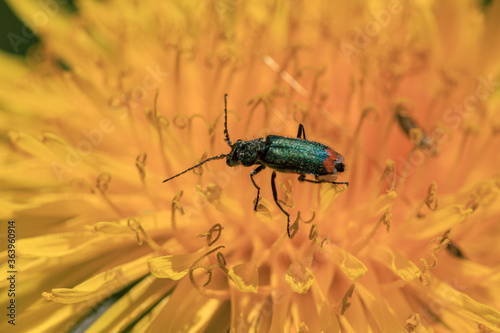 Green bug in yellow dandelion pollen photo