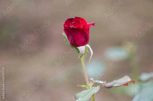 single red rose just about to bloom
