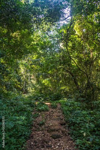 Dirt road in the brazilian forest