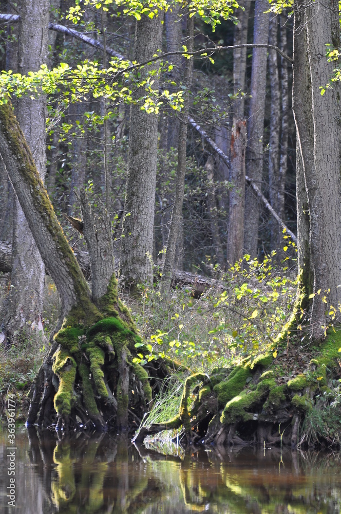 Fototapeta premium Polska - Mazury - Warmia. Las.