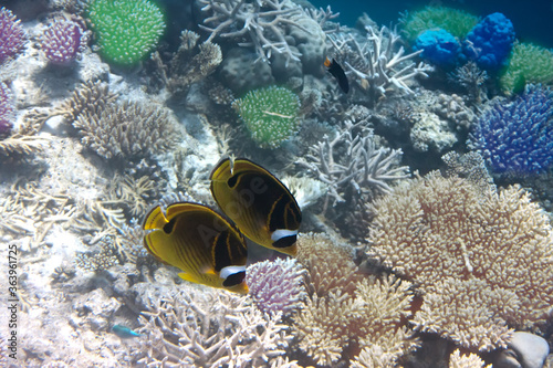 Fishes in corals (Chaetodon) , the Indian Ocean