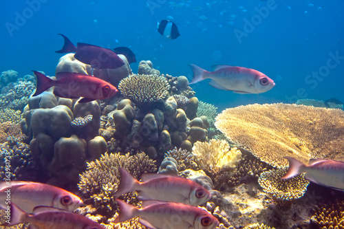 Fototapeta Naklejka Na Ścianę i Meble -  Fishes in corals. Maldives. Indian ocean.