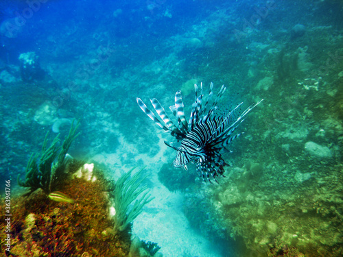 lionfish (Pterois volitans) under water..