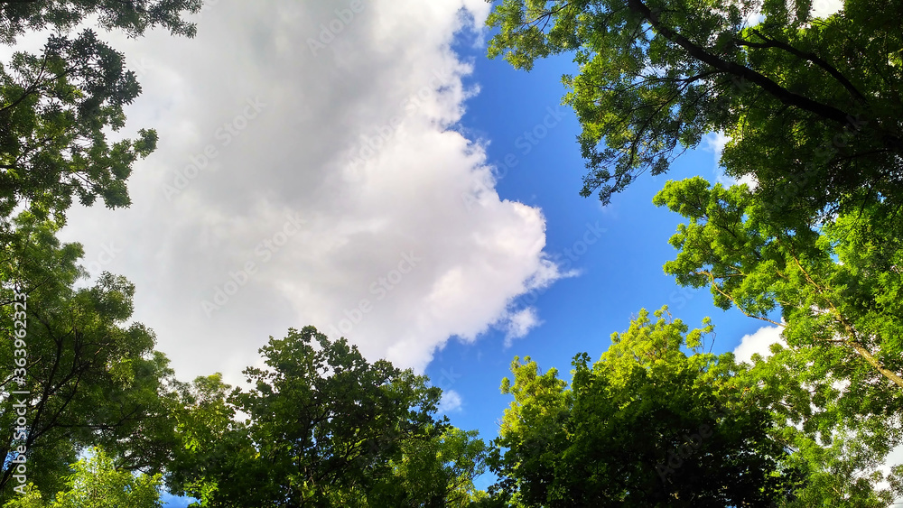 View of the blue sky through the green foliage of trees and white clouds View of the blue sky through the green foliage of trees and white clouds