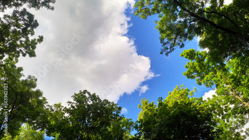 View of the blue sky through the green foliage of trees and white clouds