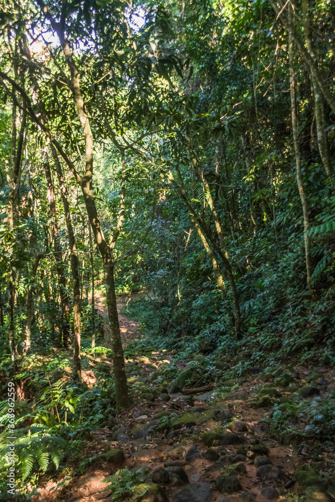 Fototapeta premium Dirt road in the brazilian forest