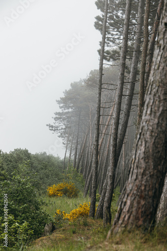 Fototapeta Naklejka Na Ścianę i Meble -  forest  growing on the dunes on the beach of the Baltic Sea on a foggy day Jastrzebia Góra Poland
