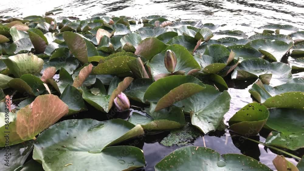 Schöne Seerosen am Rand eines Teich