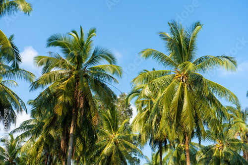 Wallpaper Mural palm grove. Palm trees in the tropical jungle. Symbol of the tropics and warmth Torontodigital.ca