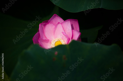 pink and white coloured lotus flower close up with leaves