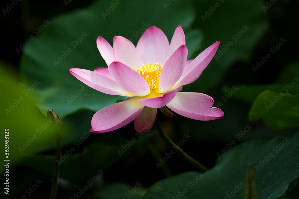 pink and white coloured lotus flower close up with leaves pink and white coloured lotus flower close up with leaves