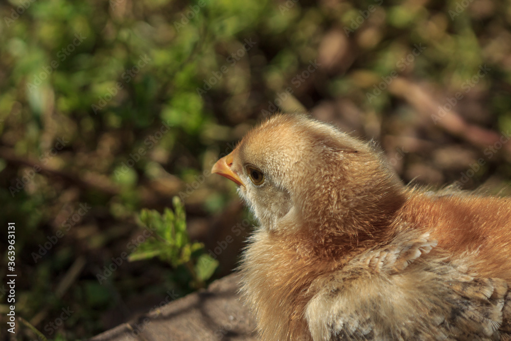 Fototapeta premium Yellow fluffy farm chicken bird baby chick