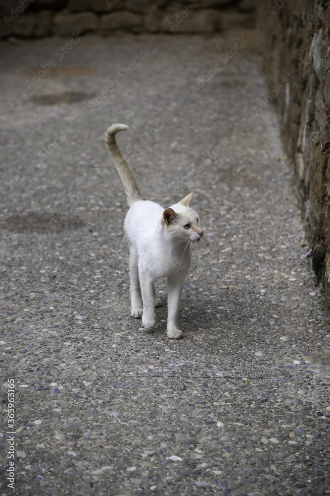 Stray cats eating on the street Stray cats eating on the street