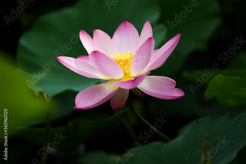 pink and white coloured lotus flower close up with leaves