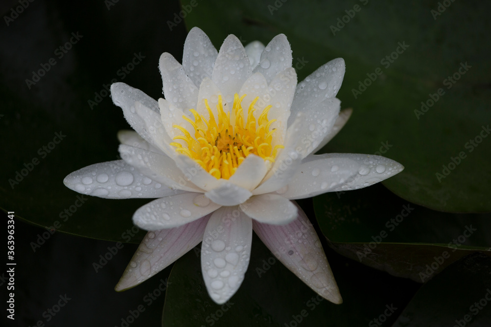 white lotus flower with yellow heart close up