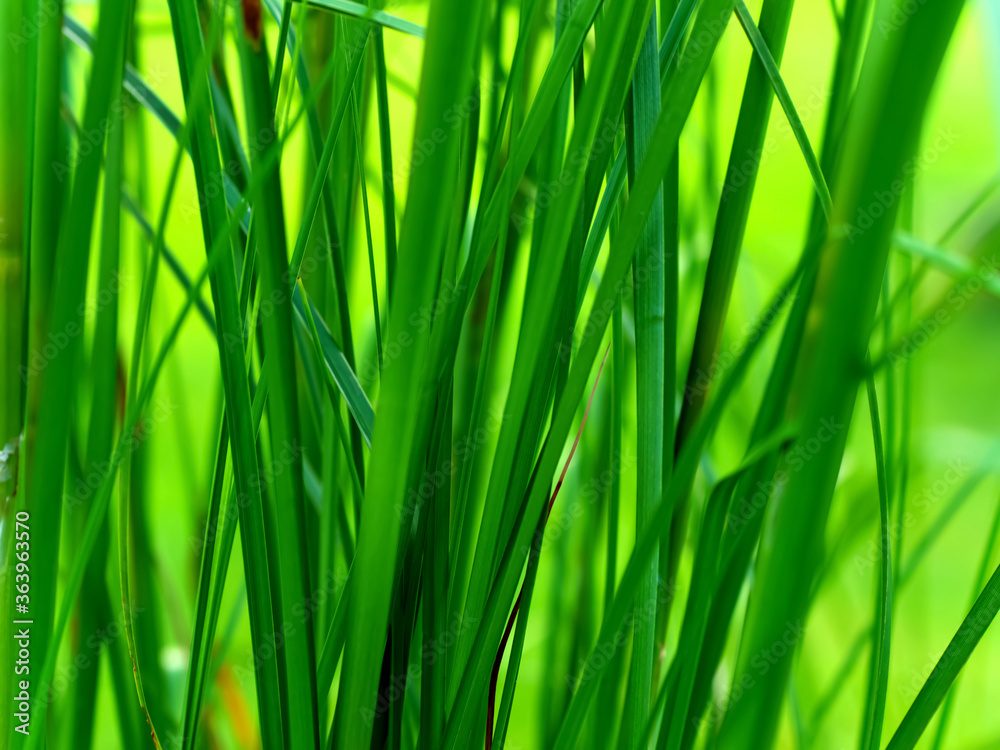 Naklejka premium Green Grass Grove