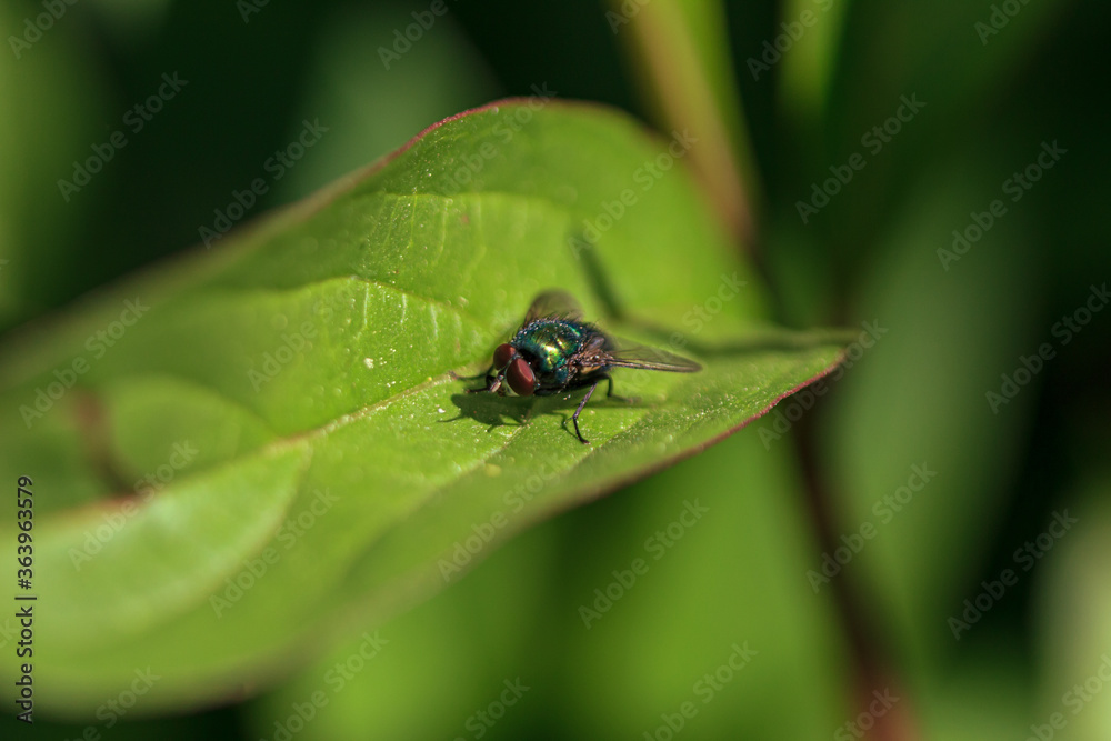 Green fly insect with red eye Green fly insect with red eye