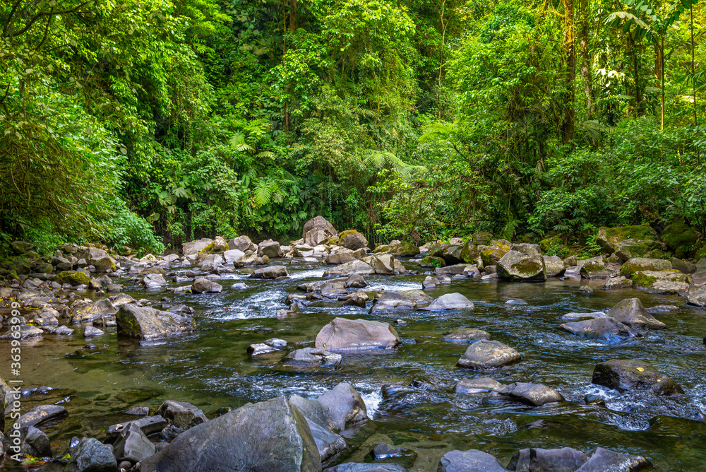 Naklejka premium La Fortuna jungle in the forest with clear river and fish, close to Arenal Volcano, Costa Rica national park. Central America.