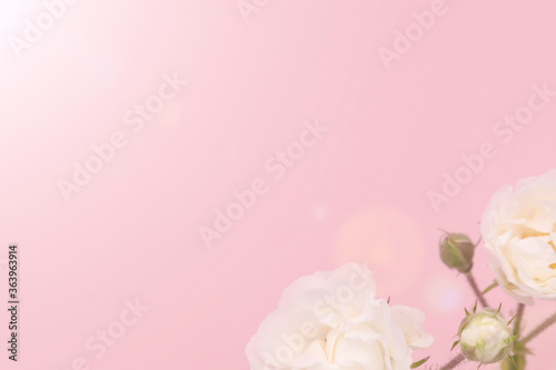 branch of white roses on pink background.