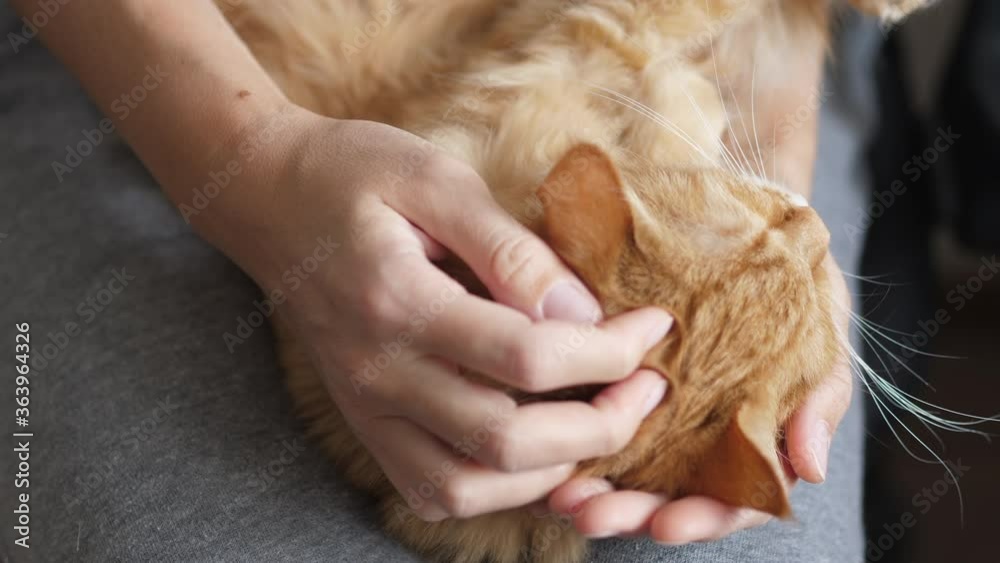 Cute ginger cat lying on woman's knees. Woman in grey pajama strokes fluffy pet. Cozy morning at home. Cute ginger cat lying on woman's knees. Woman in grey pajama strokes fluffy pet. Cozy morning at home.