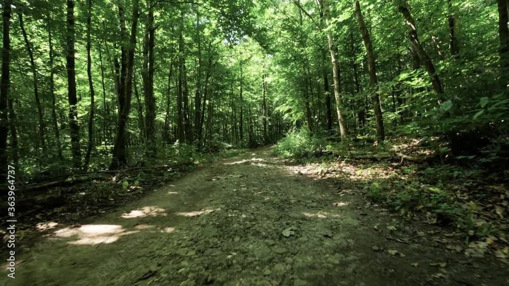 Smooth camera movement through beautiful green forest in daylight, summer Smooth camera movement through beautiful green forest in daylight, summer