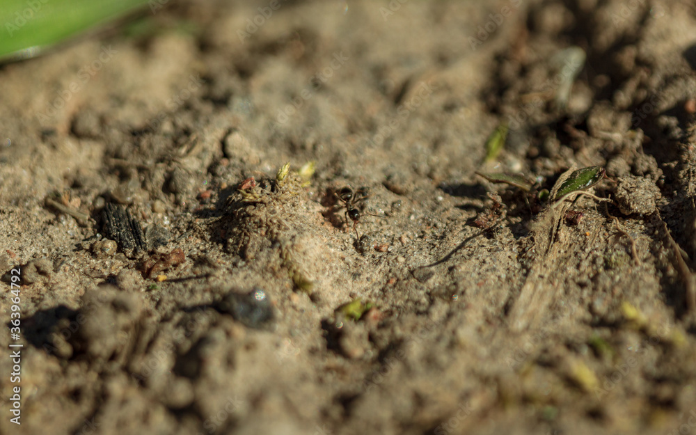 Ground macro view, ant in sand
