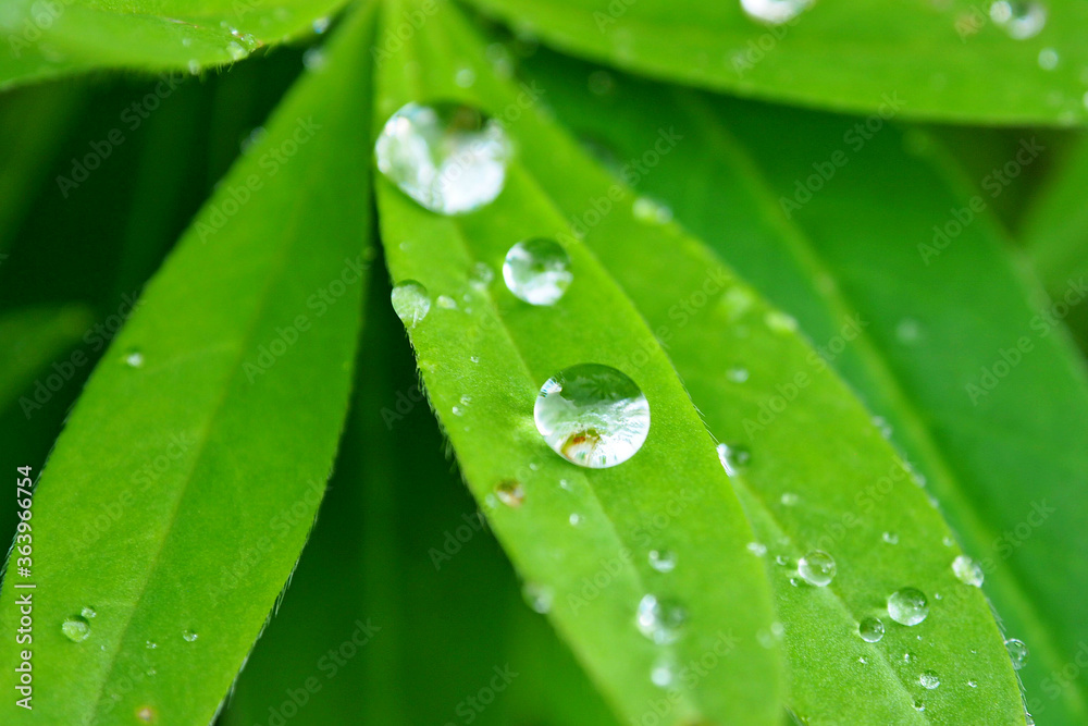 Dew of rain on a green leaf. Leaves with a drop of water macro. Dew of rain on a green leaf. Leaves with a drop of water macro.