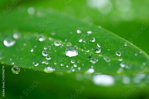 Dewdrop diamond of rain on a green leaf. Leaves with a drop of water macro.