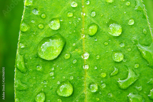 A large Dewdrop on a green leaf. Leaves with water drops macro.