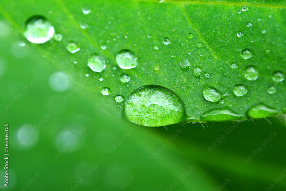 Dewdrops on green leaves after rain. Leaves with a drop of water macro. Dewdrops on green leaves after rain. Leaves with a drop of water macro.