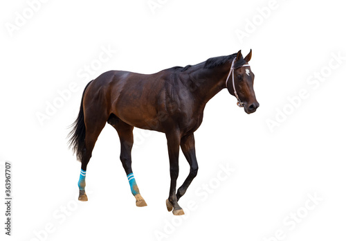 young frisky stallion in a red team  horse standing isolated on white background