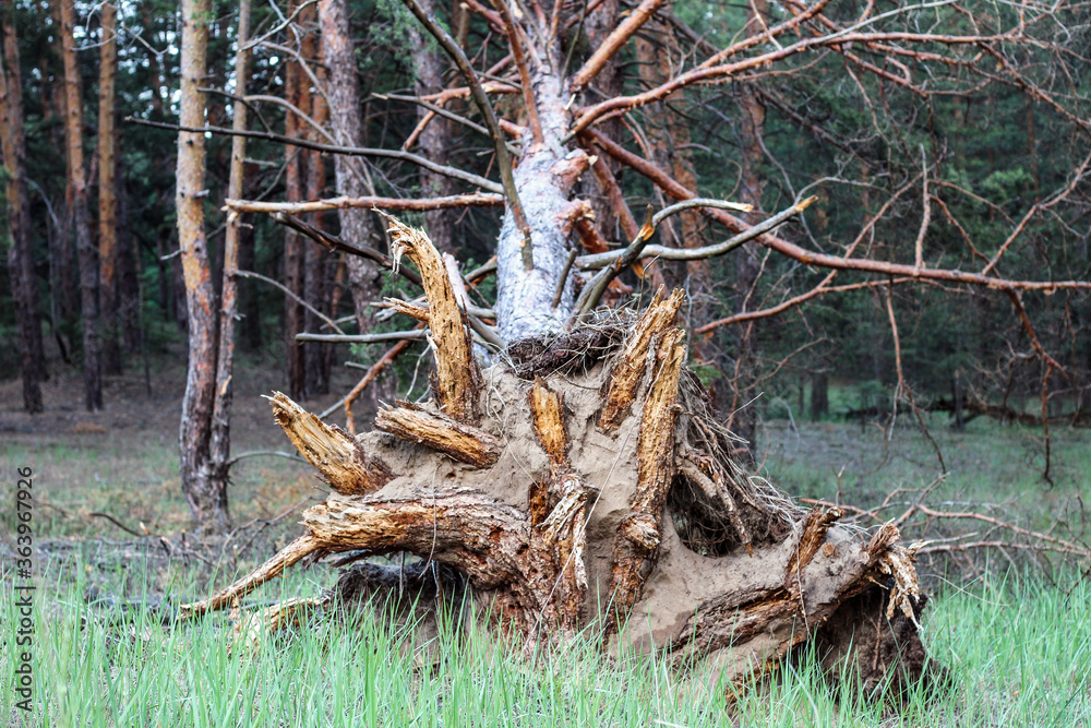 Fototapeta premium A centered shot of the root of an old tree torn from the ground by a strong wind.