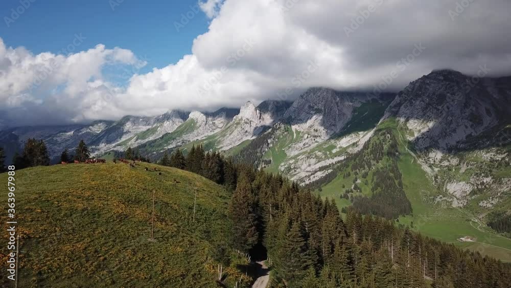 cows eating grass on alpine meadow, aerial landscape of Alps in summer cows eating grass on alpine meadow, aerial landscape of Alps in summer