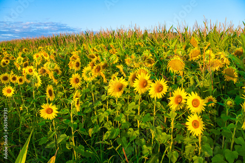A corn field with sunflowers growing around he perimeted of the field