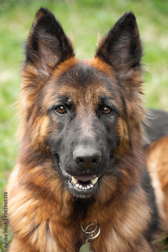 The long hair german shepherd dog
