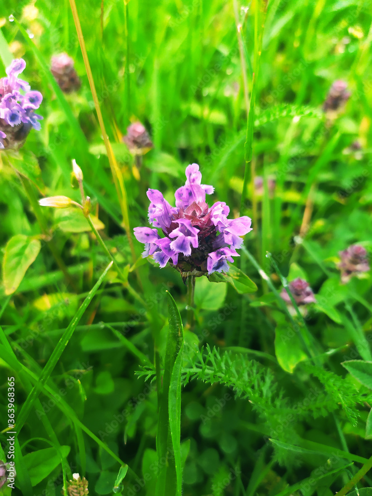 purple flowers in the garden purple flowers in the garden