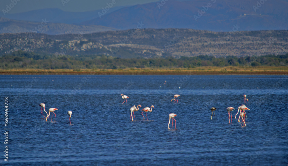 Flamingos photographed in an abandoned salt pans of Ulcinj in Montenegro